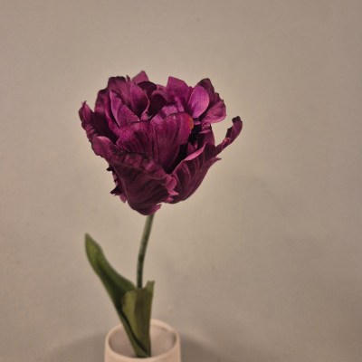 Tulp (1)